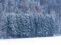 Frisch verschneite Fichtenreihe am Waldrand